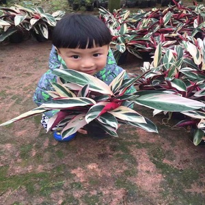 七彩竹芋孔雀如意皇后花苗四季水土培植物室内桌面观花叶绿萝盆栽