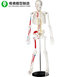 人头骨架肌肉解剖脊椎脊柱骷髅小针刀正骨 人体骨骼模型