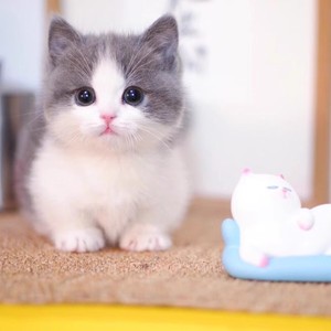 纯种英短蓝猫活体蓝白英短猫幼猫矮脚猫折耳小猫活物宠物猫咪幼崽