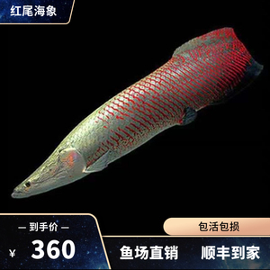 大型猛鱼巨骨舌鱼热带红尾海象鱼七彩海象雷龙鱼淡水