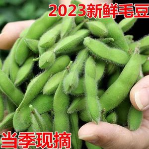 本地毛豆现摘2023年新鲜毛豆当季蔬菜露天种植带壳毛豆荚青豆5斤