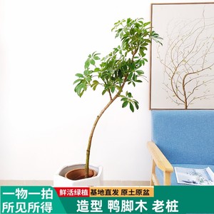 老桩绿叶鸭脚木室内常绿植物绿植客厅盆栽七叶莲净化空气网红