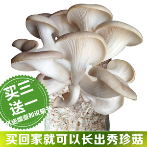 蘑菇女王秀珍菇食用菌包蘑菇种植包种子菌包菌种家庭养植食用菌种