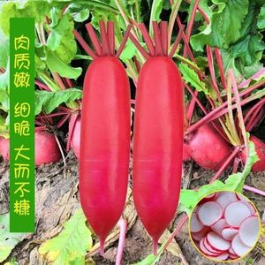 【原装高产】水萝卜种子红皮白肉萝卜种籽早熟脆甜四季播蔬菜种子
