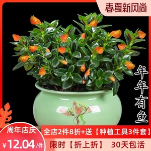 新年花盆栽 淘宝拼多多热销新年花盆栽货源拿货 阿里巴巴货源 新年花盆栽 淘宝拼多多热销新年花盆栽货源拿货 阿里巴巴货源