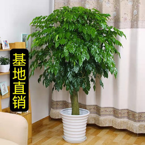 幸福树盆栽植物室内大型散尾葵金钱树发财树新房客厅绿植吸除甲醛