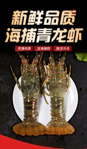 特大号冰鲜小青龙冻货大龙虾现冻青龙仔食用海虾野生450-500g/只
