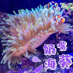 奶嘴海葵小丑鱼共生荧光紫头绿海葵软体珊瑚海水鱼缸观赏活体地毯