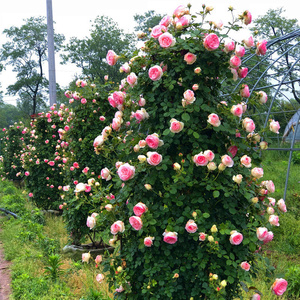 蔷薇花苗爬藤四季庭院攀爬植物阳台玫瑰盆栽藤本月季特大耐寒花卉