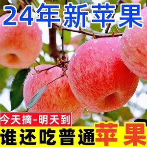 【超脆甜】特级山东冰糖心红富士丑苹果批发价新鲜水果类当季整箱