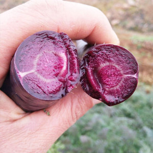 紫胡萝卜种子种籽孑黑胡罗卜水果菜种阳台家庭种植有机四季蔬菜脆