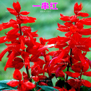 高一串串红种籽春夏秋四季播耐热阳台庭院盆栽园林绿植物花卉种子