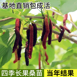 四季长果桑苗台湾超级桑葚果树苗当年结果花园庭院盆栽水果包成活