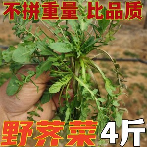 顺丰包邮4斤荠菜野菜新鲜包邮荠荠菜地菜月子菜3斤野生荠菜荠菜馅