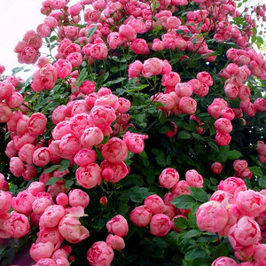 艾拉绒球藤本月季花大苗盆栽庭院爬藤玫瑰苗阳台花卉植物多头群开