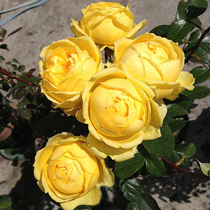 黄色浓香切花玫瑰花苗卡特琳娜阳台月季花盆栽花园花卉绿植物四季