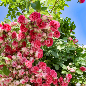 胭脂扣多头爬藤本月季花苗阳台庭院盆栽植物玫瑰攀援花卉蔷薇四季