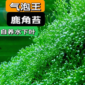 鱼缸造景活体植物冒泡的水草增氧垂泪莫斯鹿角苔三角新手易养