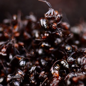 同仁堂黑蚂蚁干 正品大黑蚂蚁泡酒自制养生酒可磨蚂蚁粉500g
