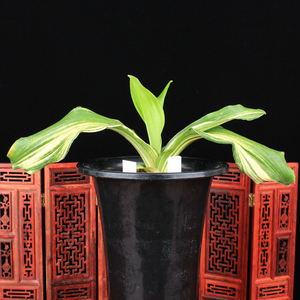 日本万年青盆 日本万年青盆品牌 价格 阿里巴巴