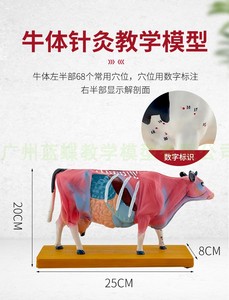 牛体针灸穴位模型及牛解剖模型 动物解剖模型牛解剖模型兽医教学