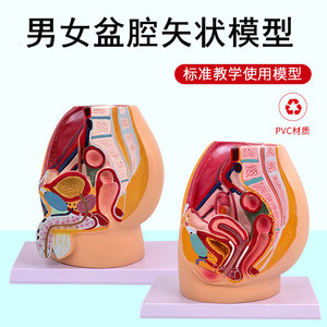 女性盆腔正中矢状切面模型3件 男性矢状解剖模型男性生殖器解剖
