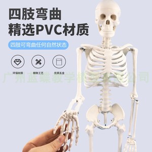 人体骨骼模型45 85CM骨架模型 人体脊柱模型脊椎模型医学骨骼骷髅