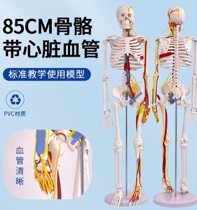 标准医用骨架85CM人体骨骼带心脏与血管及脑模型 小针刀骨骼模型