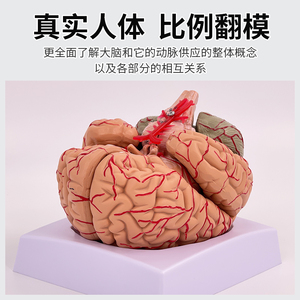 人体大脑解剖模型人体器官结构教学模型 小脑可拆装医院摆件讲解
