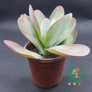 唐印大型多肉植物办公室电脑桌面绿植盆栽防辐射净化空气吉祥摆件 阿里巴巴找货神器