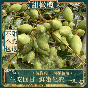 福建特产现摘新鲜甜种青橄榄生吃酥脆檀香二号橄榄孕妇水果潮汕香