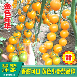 日本小黄柿子籽黄色小番茄种子圣女果超甜西红柿盆栽四季金色年华