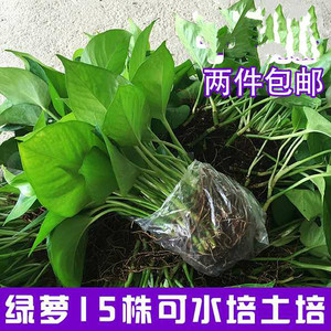 绿萝水培土培散苗办公室新房易养绿箩植物盆栽吊兰花卉包邮