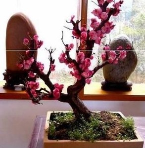 棚景植物真 棚景植物真品牌 价格 阿里巴巴 棚景植物真 棚景植物真品牌 价格 阿里巴巴