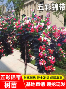 五彩锦带花树苗四季种植耐寒耐热红王子锦带花苗七彩花卉庭院盆栽