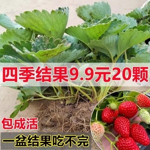 四季草莓苗盆栽带土奶油草莓秧苗食用南北方阳台庭院种植当年结果