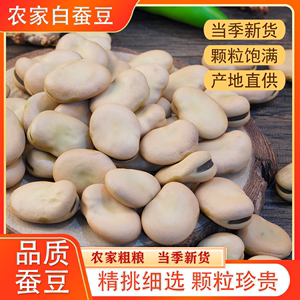 新货新收白皮干蚕豆农家生豆新鲜干面馋豆胡豆可发芽苗菜1-5斤