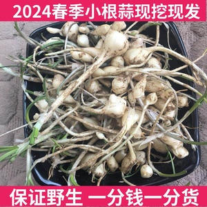 新鲜小根蒜2023东北大脑菜嘣蹦崩山野大脑瓜大头菜小脑蒜健康食品