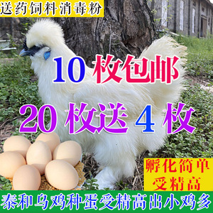 10枚泰和乌鸡种蛋受精卵可孵化小鸡苗江西白凤乌骨鸡非五黑绿壳蛋