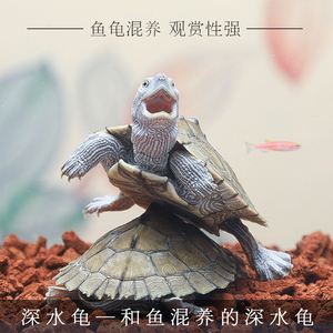 网红小乌龟活物大型炫彩热带宠物深水吃粪垃圾地图清洁龟鱼缸混养