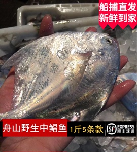 舟山野生东海银鲳鱼深海镜鱼新鲜小白鲳鲜活特水产平鱼鳊鱼5条1斤