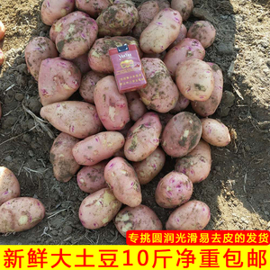 云南新鲜现挖中大土豆合作88号马铃薯洋芋10斤红皮黄心芯非转基因
