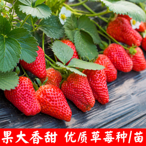 草莓种子四季盆栽奶油草莓籽四季草莓籽草莓种籽子草莓苗种孑苗秧