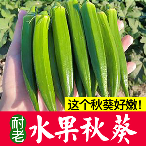 水果秋葵红黄咖啡葵幼秧苗越南芝麻健康种子春夏季耐老寿光蔬菜籽