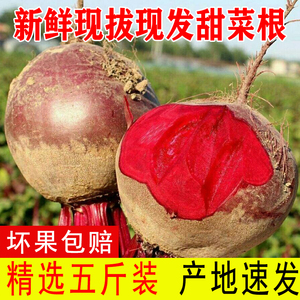 2024新鲜甜菜根现挖发货甜菜头精选有机肥红菜头纯红多汁五斤