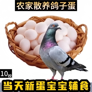 正宗农家散养鸽子蛋新鲜10枚鸽蛋土鸽蛋孕妇宝宝辅食酒店煲汤食材