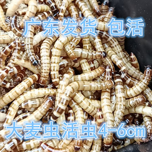 大麦虫活虫黄粉虫面包虫金银龙鱼观赏鱼饲料乌龟刺猬画眉鸟食包邮