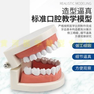 自然大1:1口腔保健护理牙齿模型 儿童刷牙玩具 牙齿构造 牙科演示