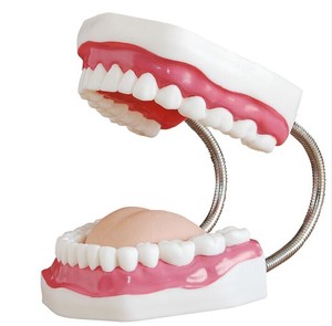 牙保健模型 大号口腔医学护理刷牙指导 教学仪器牙列牙齿儿童