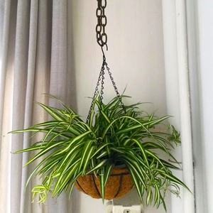 金心吊兰植物垂吊盆栽阳台观叶绿植室内客厅吸甲醛净化空气带花剑